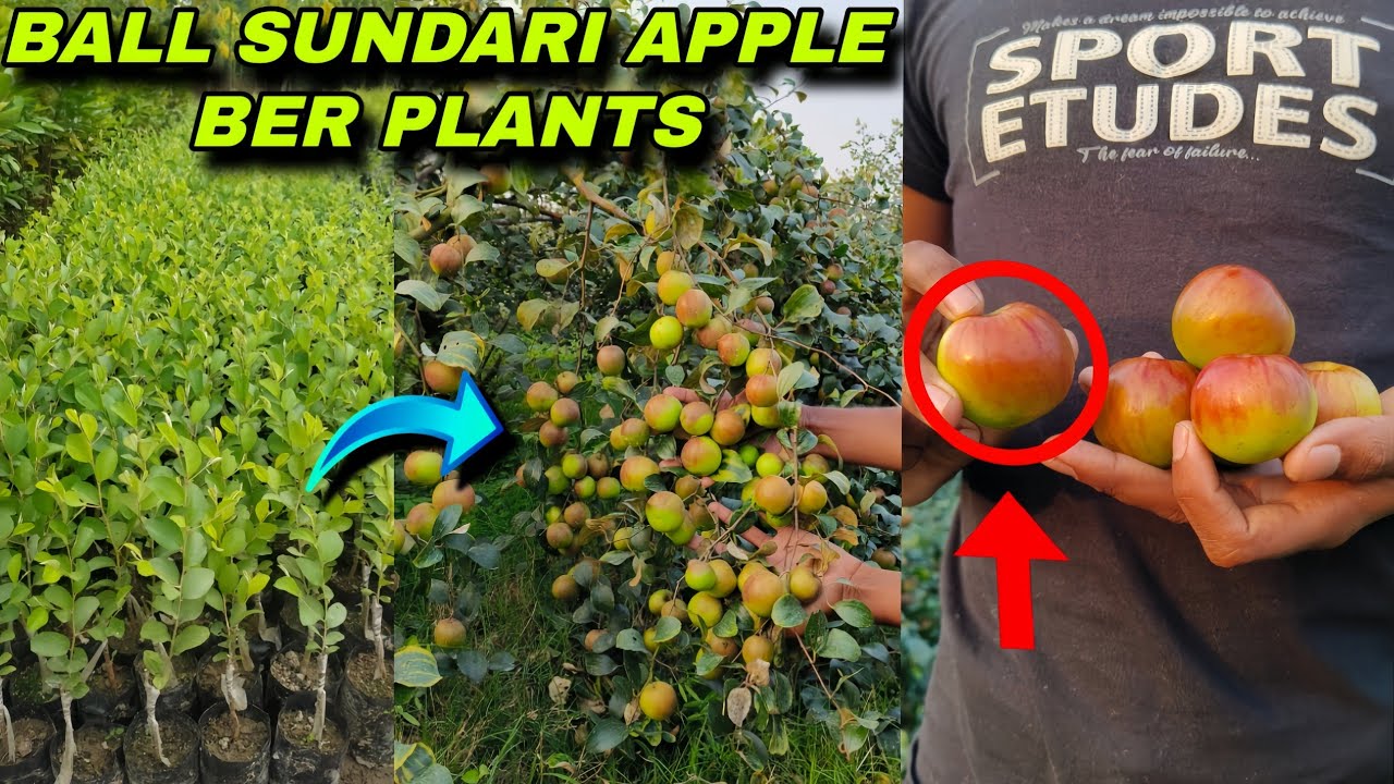 2024 new Ball sundari apple ber plant // successful amazing furuting rejalt call ☎️7076744603