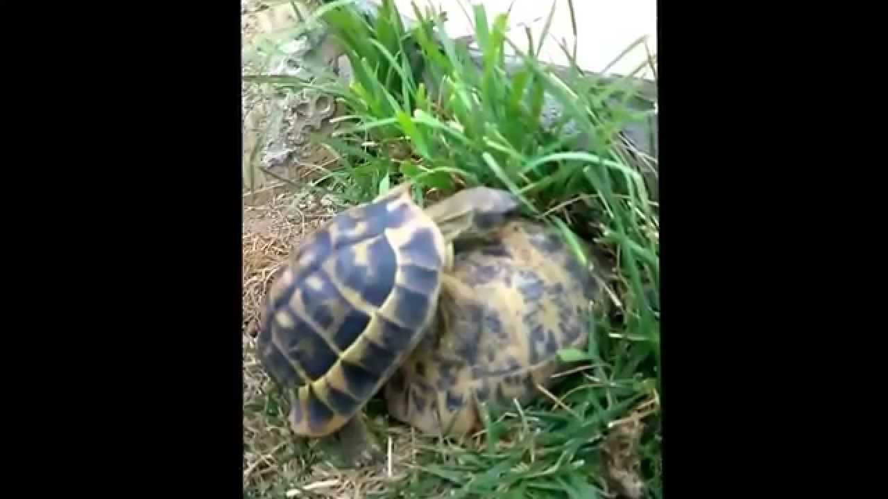 Reproduction des tortues