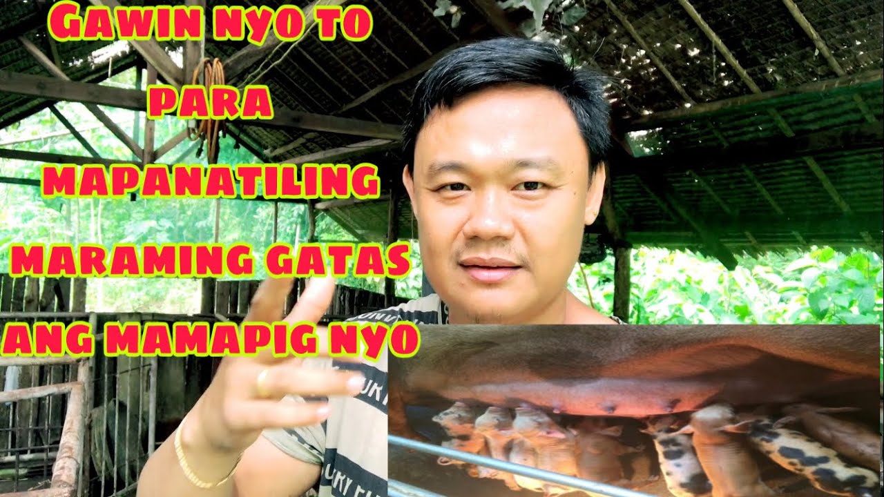 Paano mapanatiling marami ang gatas sa ating inahing baboy | Ryan Patenio
