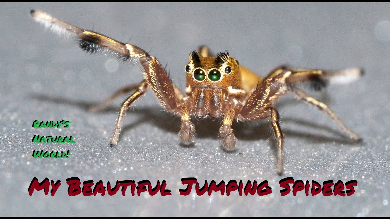 My Beautiful Jumping Spiders