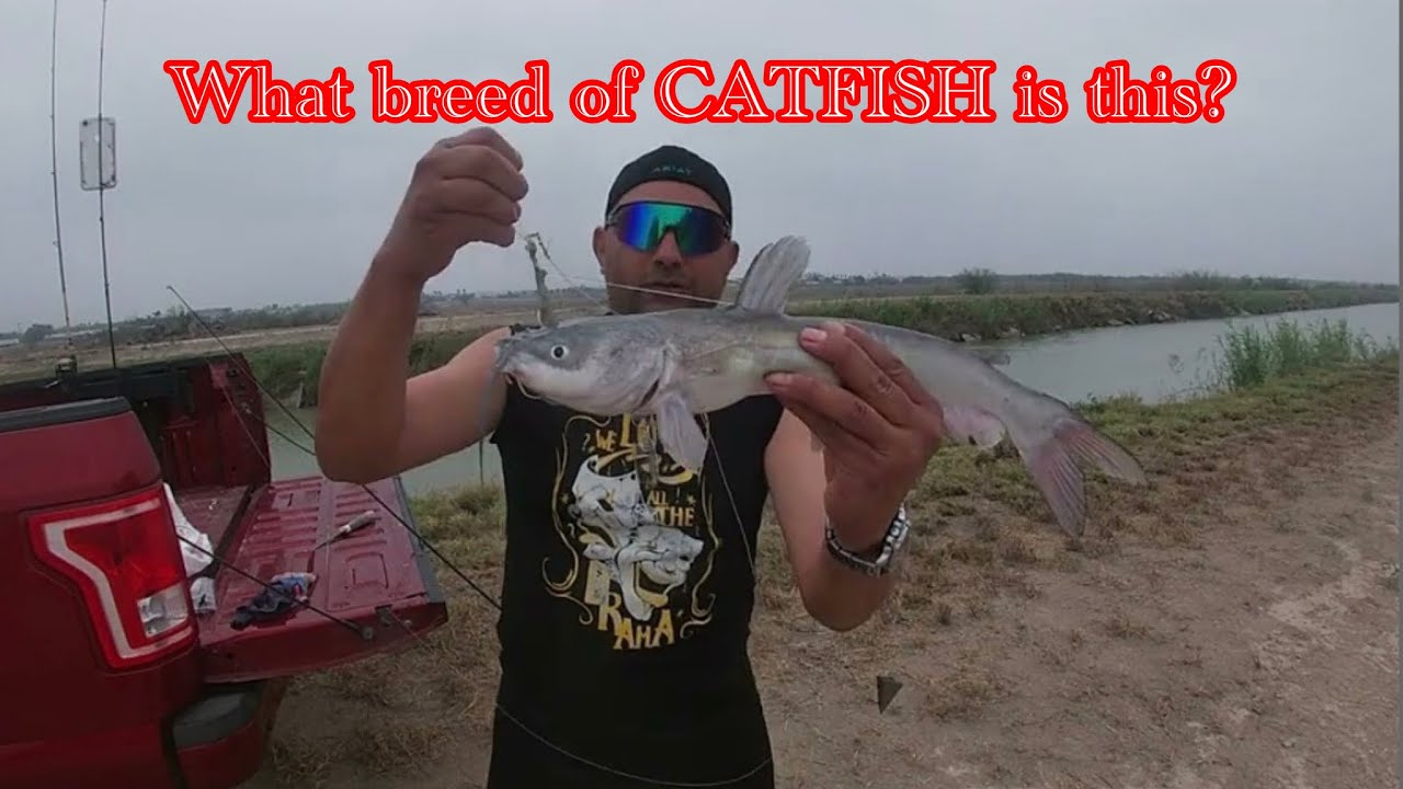 Catching a SICKLY Catfish during my fishing adventures