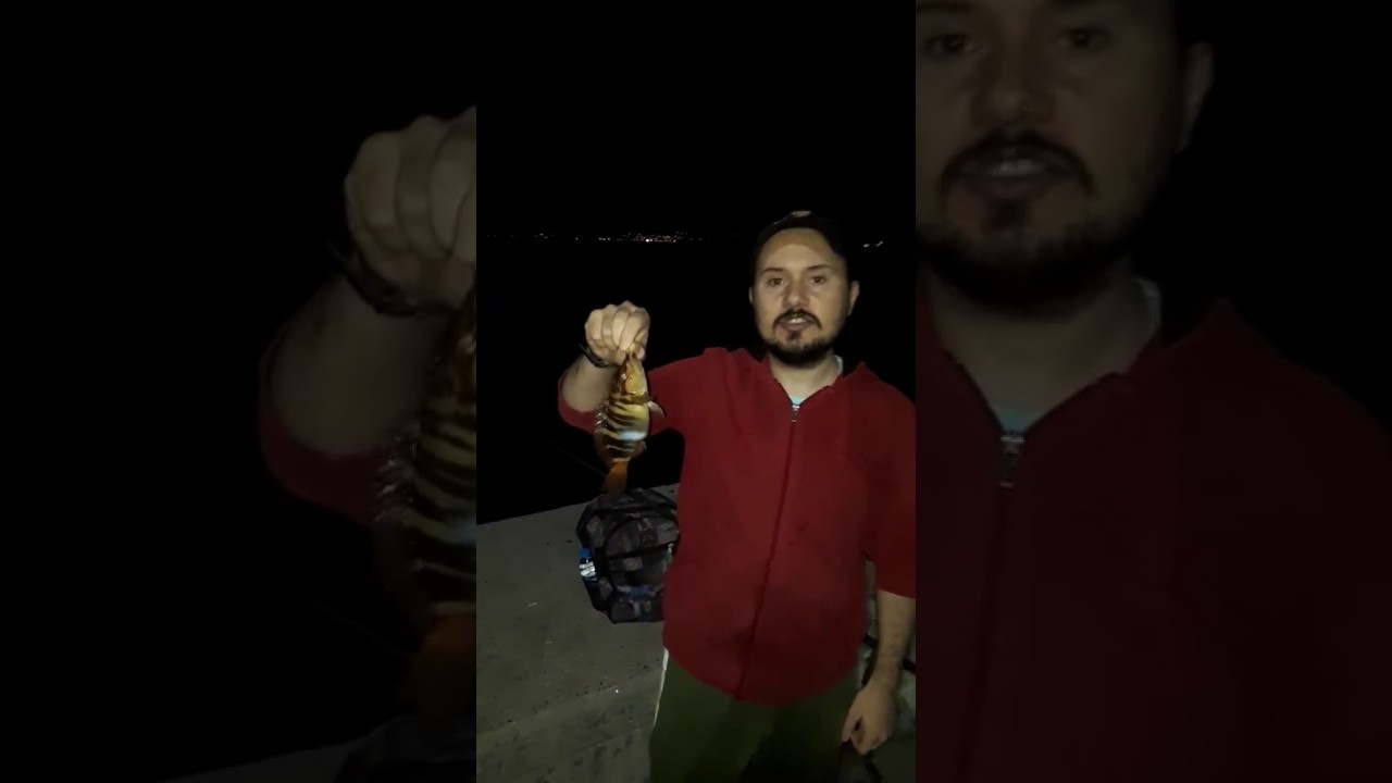 Yazılı Hani Balığı
