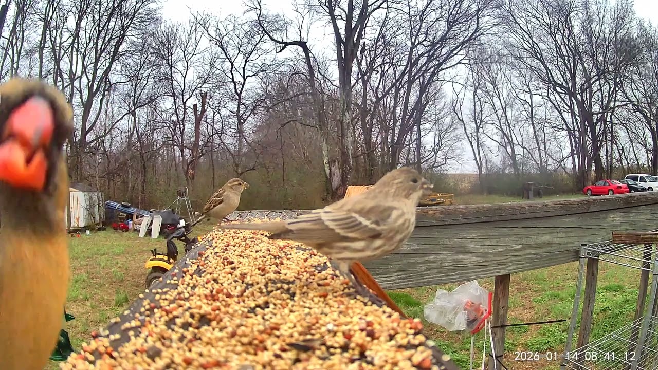 Birds ASMR 01/14/2026 LONG videos not in other daily post 