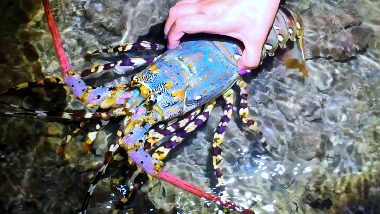 Ловить морепродукты после тайфуна. Многие омары и крабы ошеломлены волнами