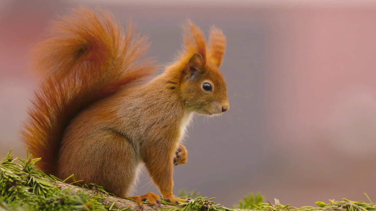 Best of squirrels | Best squirrel pictures 2018