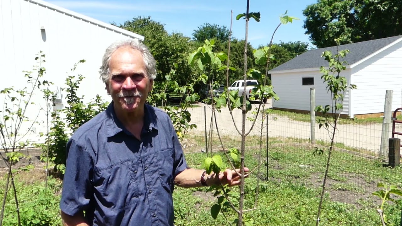 Pruning Trees at Planting