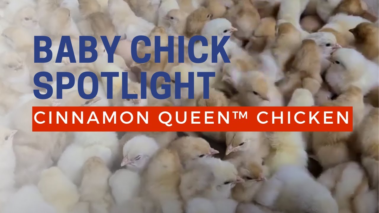 Cinnamon Queen Chicken Baby Chicks | Cackle Hatchery