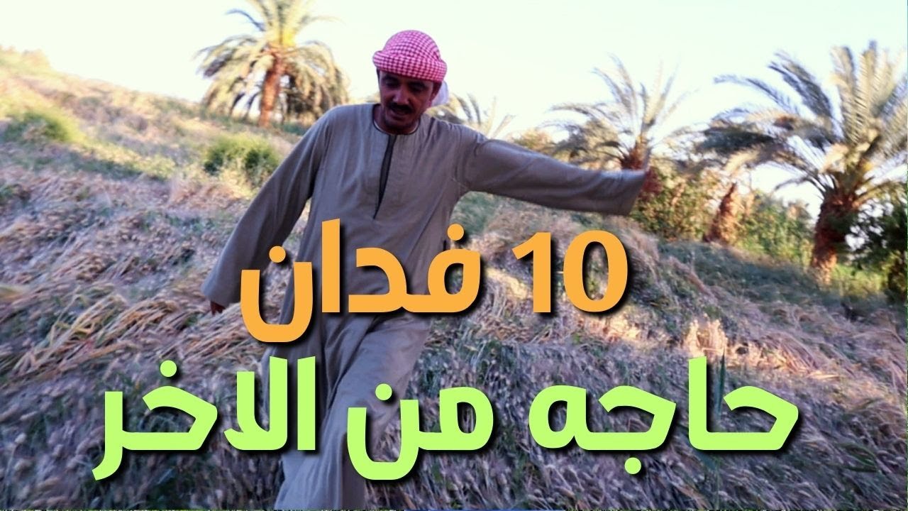 عرض اليوم 10 فدان ارض زراعيه  قديمه مزروعه قمح وبرسيم حجازي
