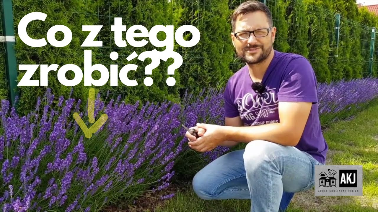 Co zrobić z lawendy - praktyczne pomysły