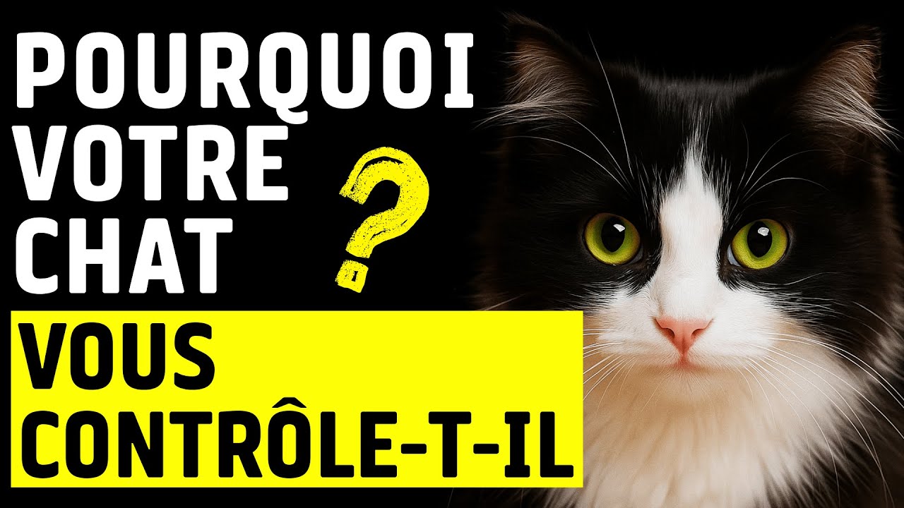 Pourquoi votre chat vient vous voir?