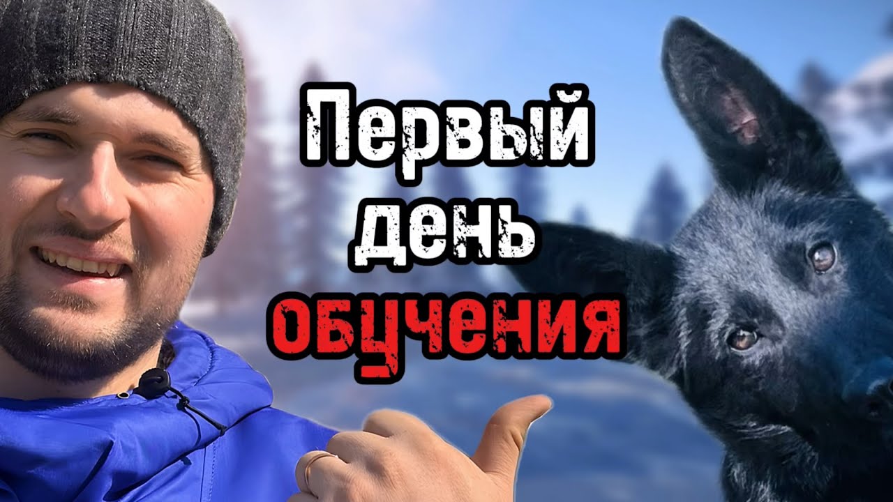 Как дрессировать щенка. Первый день обучения - профессиональная дрессировка собак