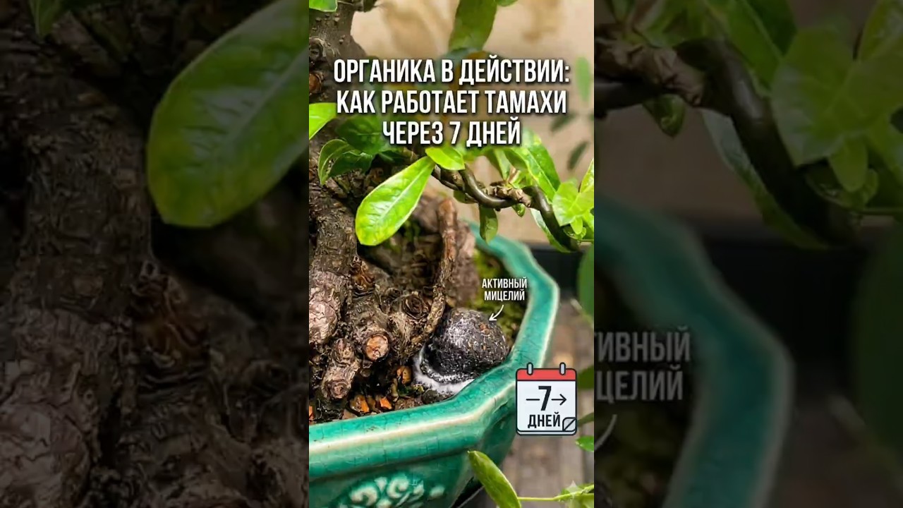​🌱 Органика в действии: Как работает Тамахи через 7 дней