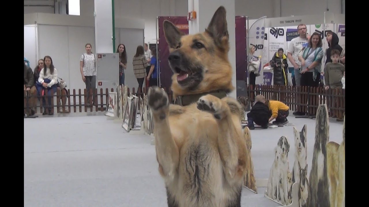 Восточноевропейская овчарка