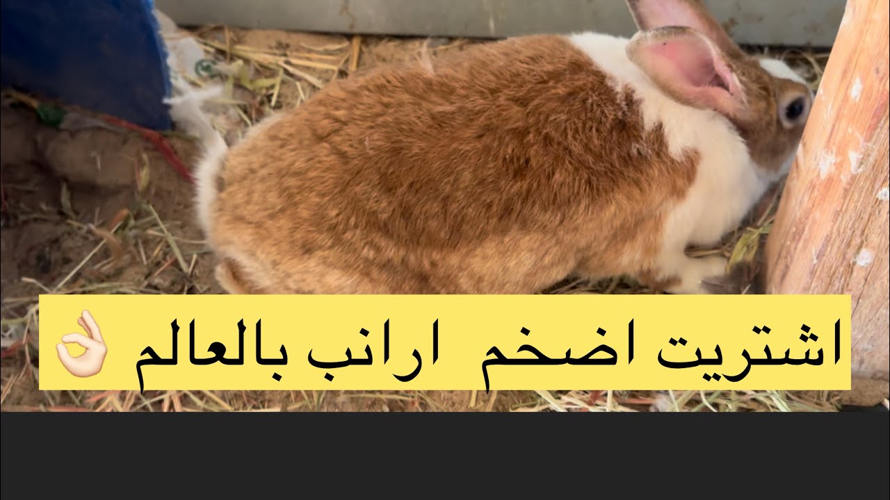 اشتريت ارانب 
