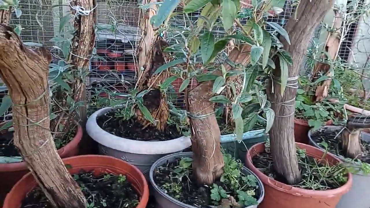 Better than Hardwood Cuttings - January 2025