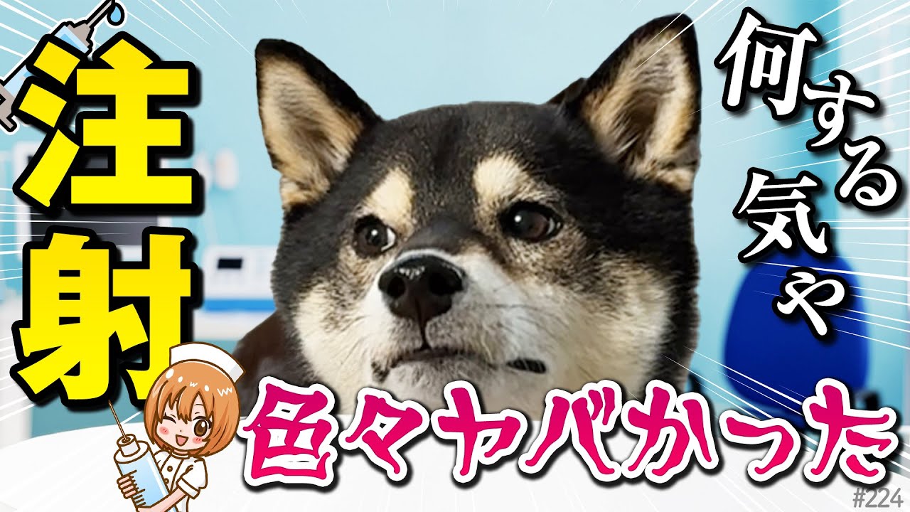 健康診断をしたら色々ヤバかった柴犬