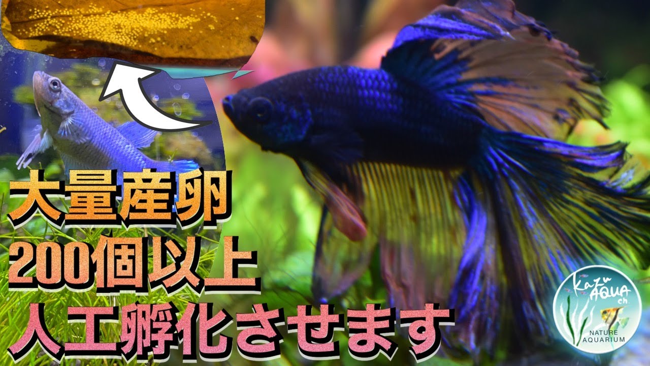ベタ繁殖大成功！！　２００個以上の卵を人工孵化させて同じ水槽でベタ混泳飼育挑戦します！（＃アクアリウム　＃ベタ　＃ベタ繁殖　＃ベタ混泳　＃kazu AQUAch)