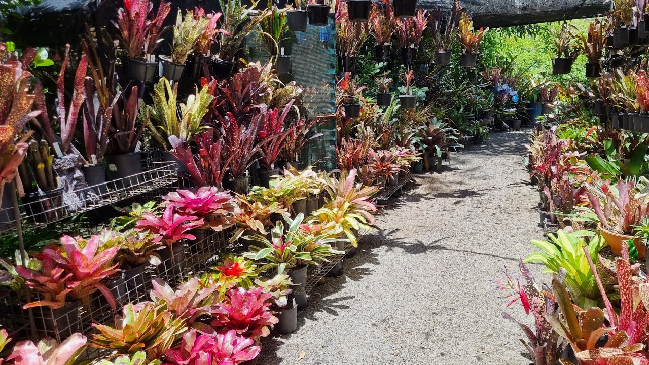 Bromeliad garden helpful products review. Temu and Amazon products rated.