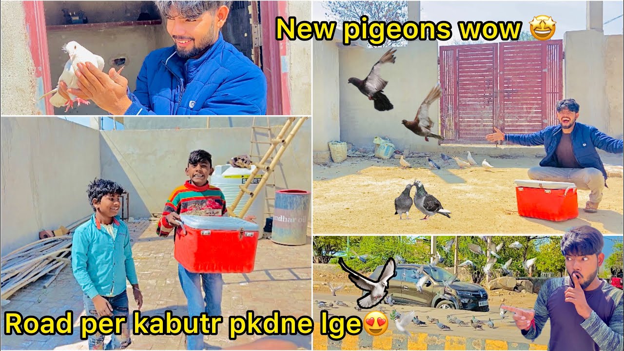 Finally kabutar khrid liye 🕊️ ( Jungli kabutr main pakdne gaye  white pigeons 😍