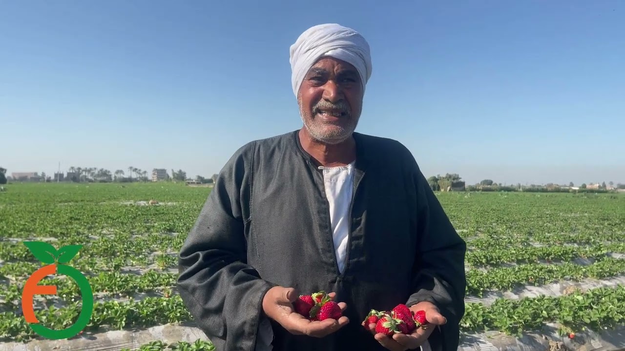 كلمة من احد مزراعي الفرولة بالقليوبية #اهمية_زراعة_الفرولة_والمشاكل_التي_يعانون_منها