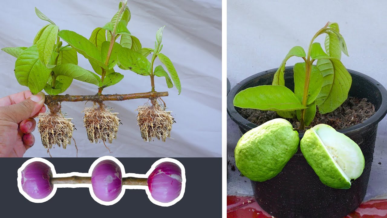 Best Way Using Onion to Grafting Guava Tree From Cutting New Techniques 100% roots