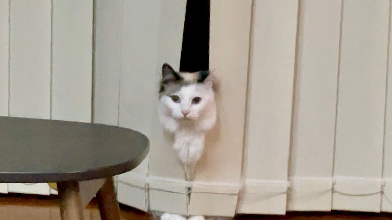 次元を超えた休憩をする子猫