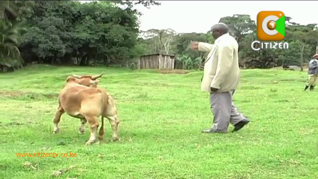 Mgaagaa na Upwa: Mfugaji, Wanyama Walemavu