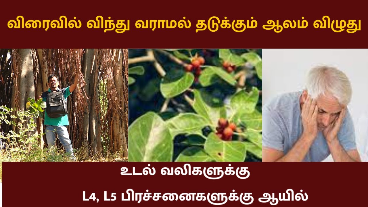 ஆண்மைக்கு பலம் சேர்க்கும் ஆலம் விழுது | "ஆலும் வேலும் பல்லுக்குறுதி" | உடல் வலி நீங்க | ஆலம் விதை