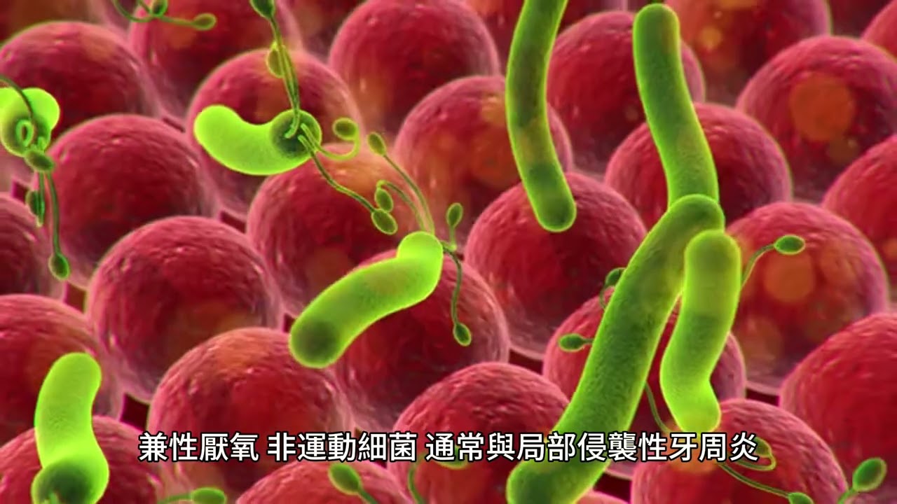 放線菌聚集菌：一種革蘭氏陰性、兼性厭氧、不活動的細菌，通常與局部侵襲性牙周炎（牙周組織的嚴重感染）有關