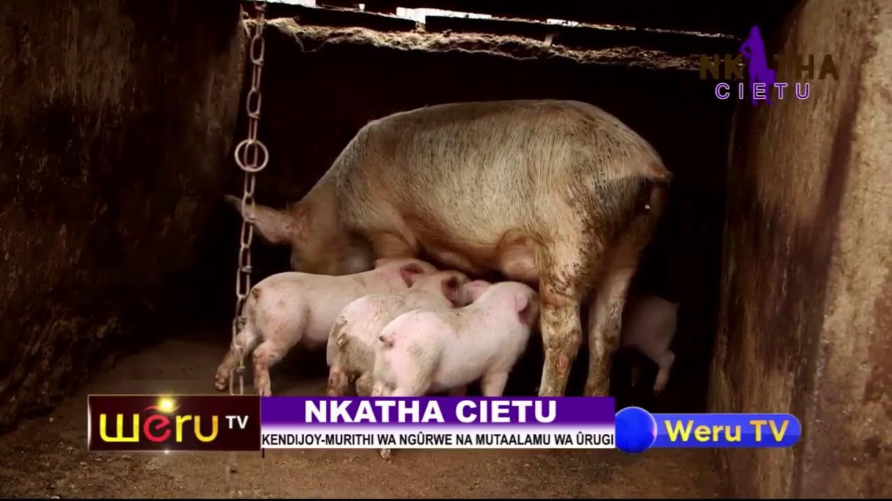 NKATHA CIETU - KENDIJOY PIG FARMER AND CATERER