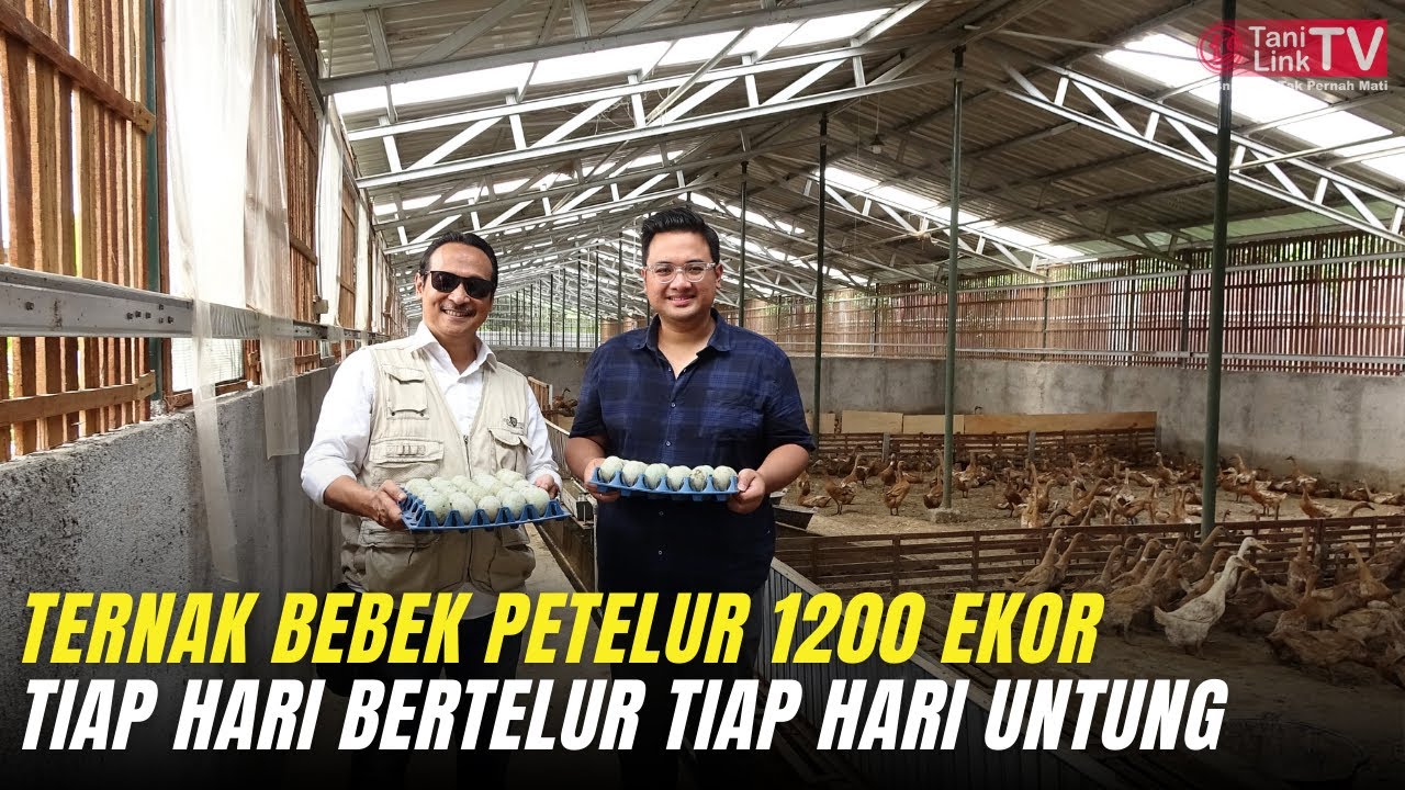 Ternak Bebek Petelur Kandang Premium, Populasi Ribuan Tiap Hari Cuan