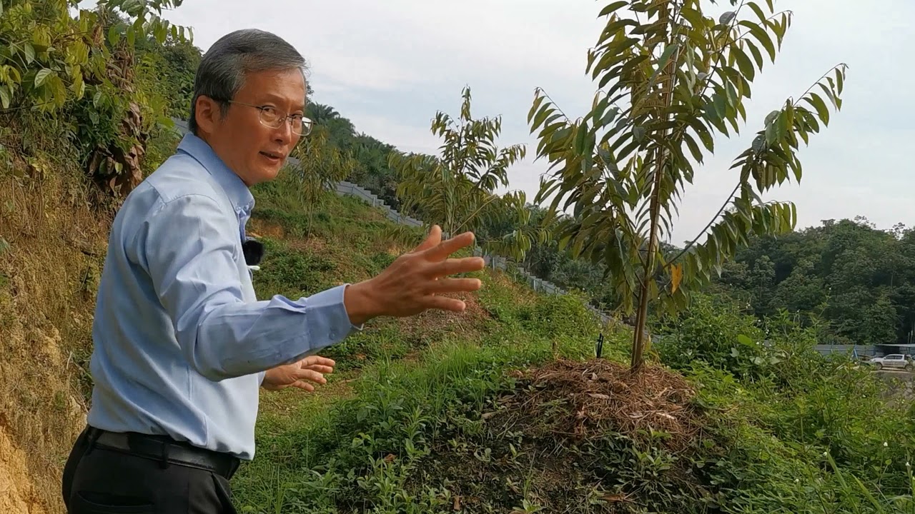 Teknologi  busut kaw. cerun Part2. Fertigasi durian. Pt2 Sifu Lim坡地/丘陵地区的榴莲土丘科技，第2部分榴莲灌溉施肥科技，覆盖和浇水.