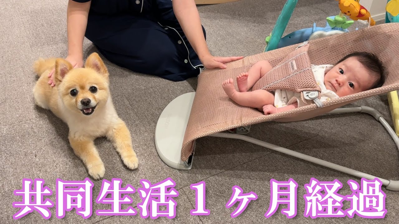 赤ちゃんと1ヶ月間一緒に生活したポメラニアンがこうなりました
