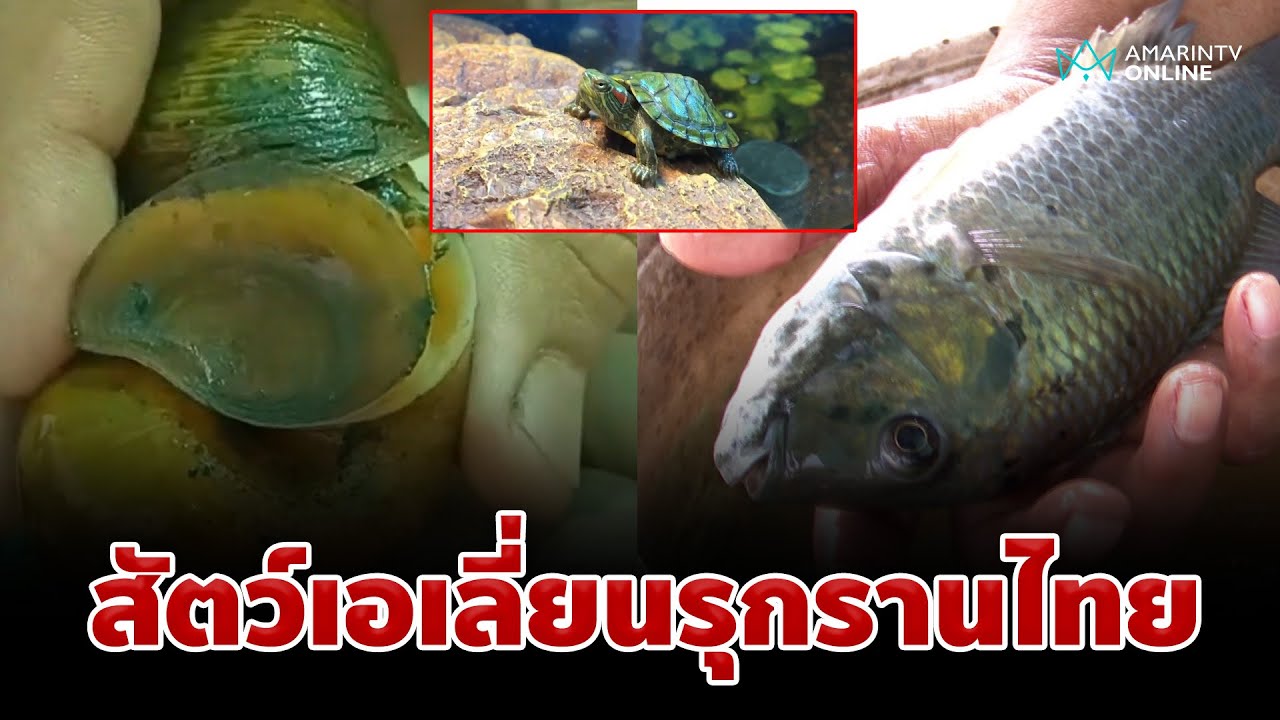 ภัยร้าย สัตว์เอเลี่ยนรุกรานแหล่งน้ำไทย | อมรินทร์อัปเดต