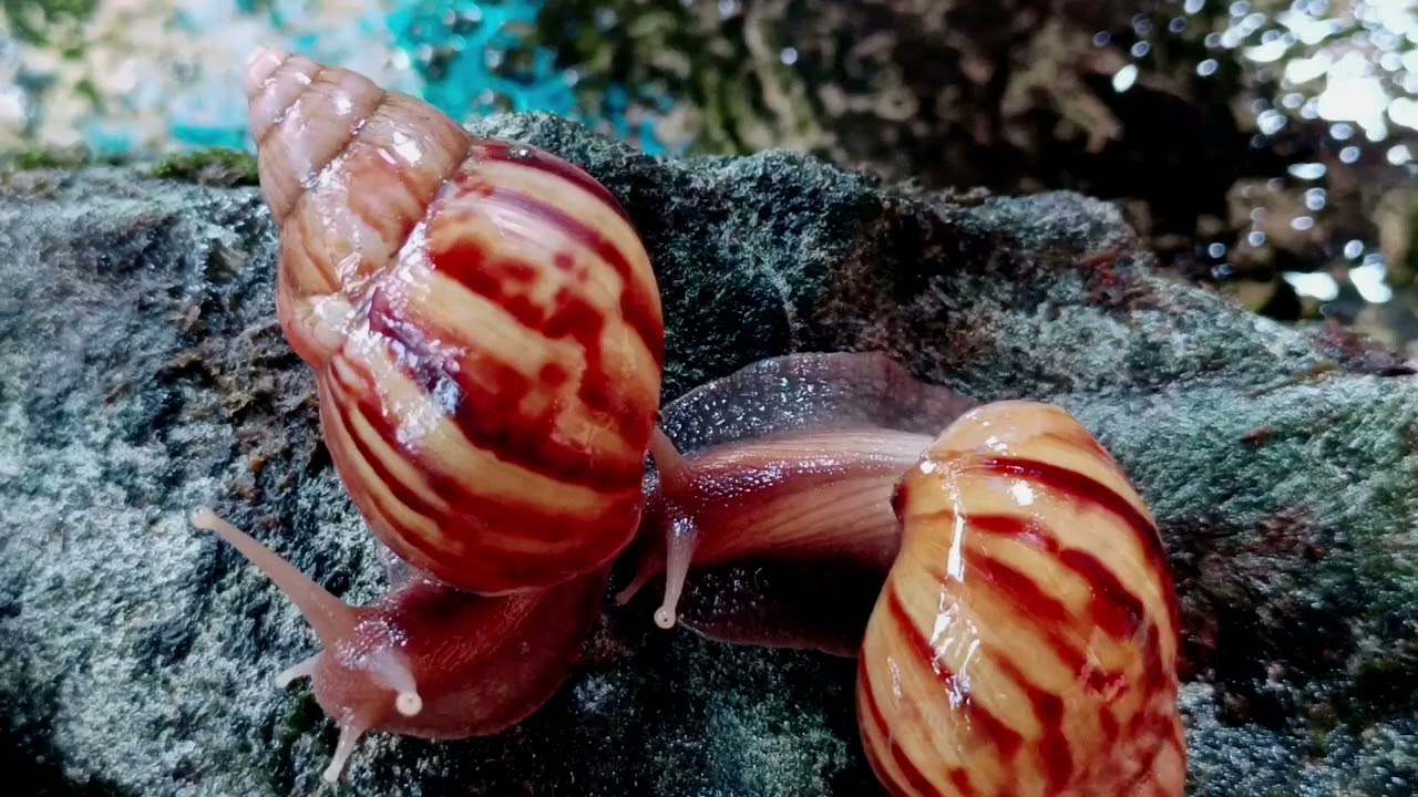 Jungle Showdown: Giant Snail vs Venomous Millipede (Rare Indonesian Wildlife)