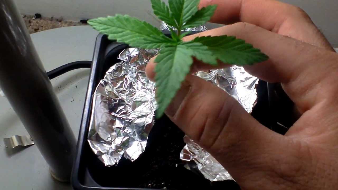 CFL Stealth Grow