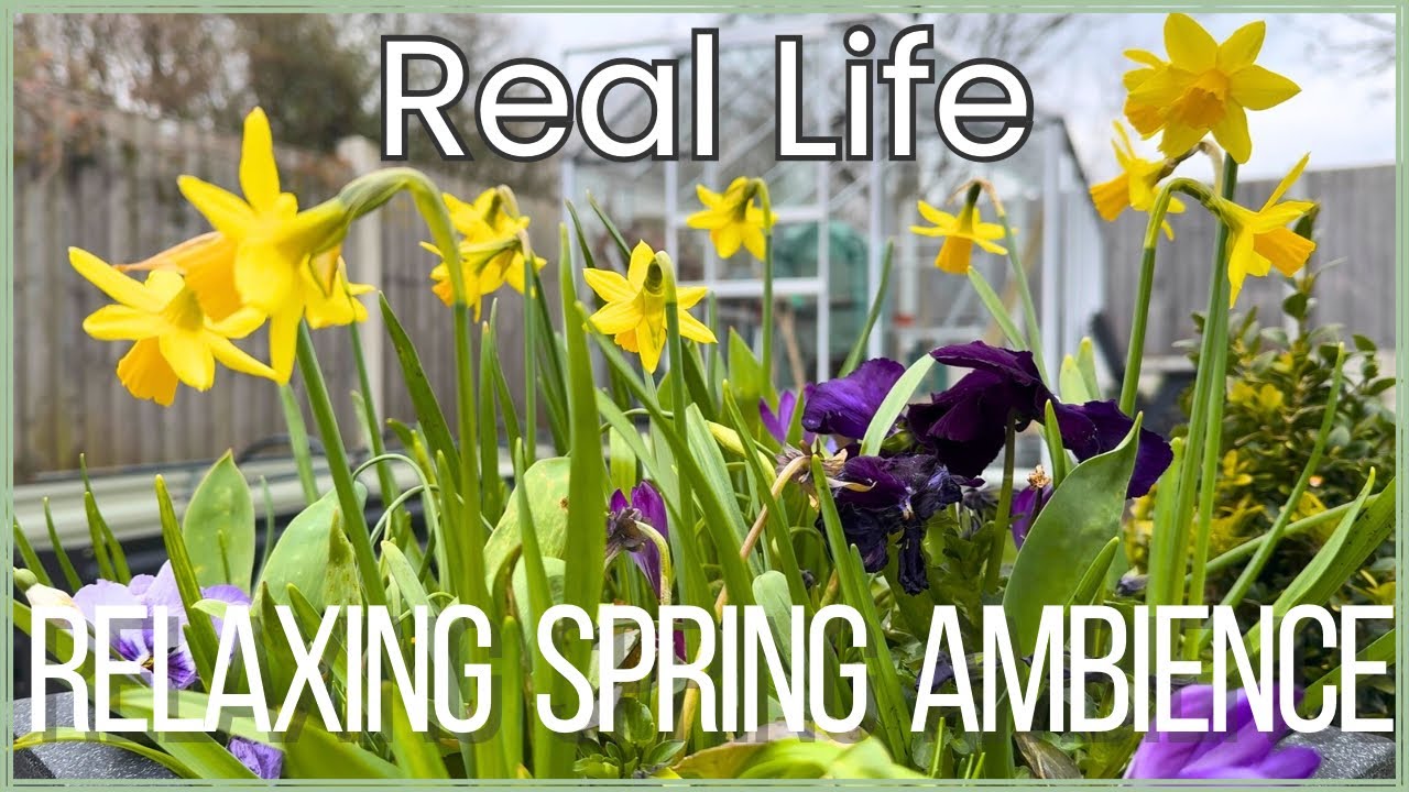 Real Life: Dancing Daffodils | Relaxing Spring Ambience | Birds Singing & Gentle Wind for Relaxation