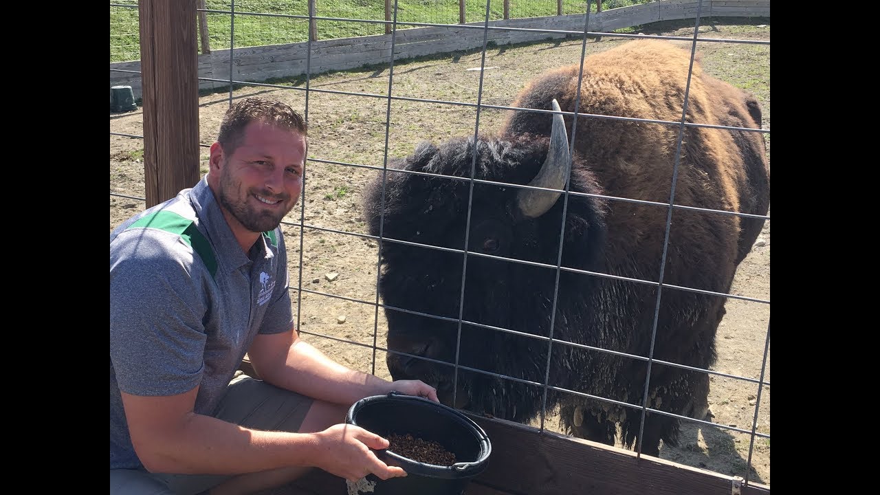Animal Adventures with Jordan: American Bison