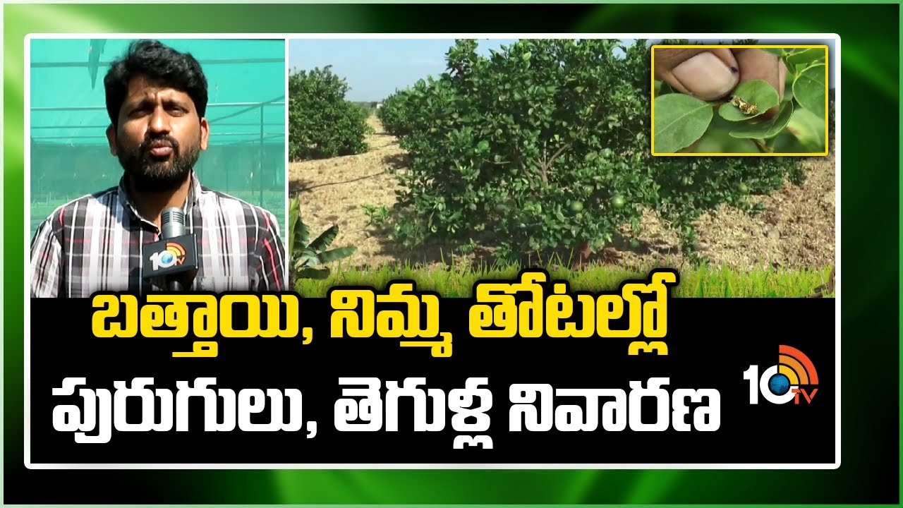 Orange Farming | Lemon Farming | బత్తాయి,నిమ్మ తోటల్లో పురుగులు ,తెగుళ్ల నివారణ | Matti Manishi|10TV