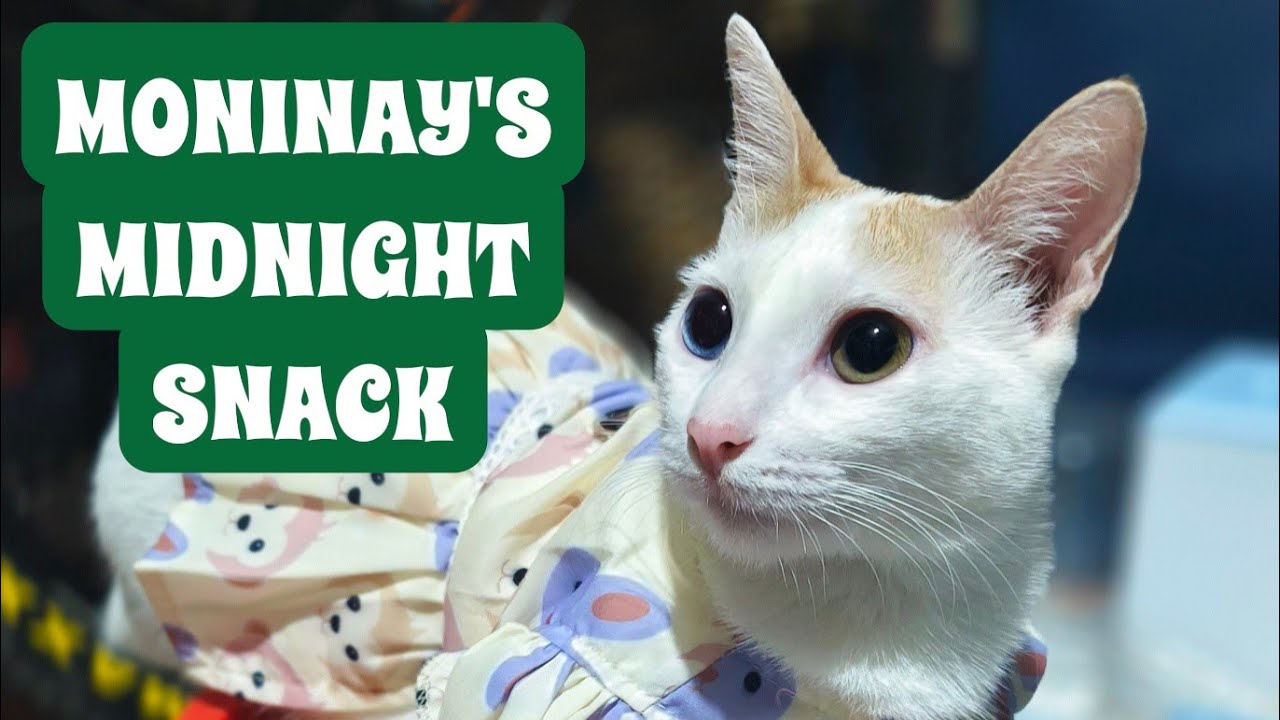 Live : Midnight Snack for Moninay at Home After Feeding Mission Outside