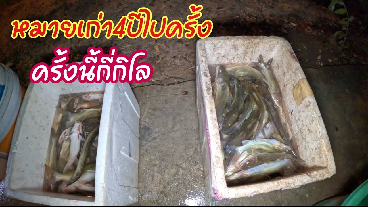 โอ้ย!!หมานเกิ้น ใส่เบ็ดปลากด4-5ตัวเรียง หมายเก่า4ปีมีโอกาสกลับมาอีกครั้ง ครั้งนี้จะได้กี่โล สุดมันส์