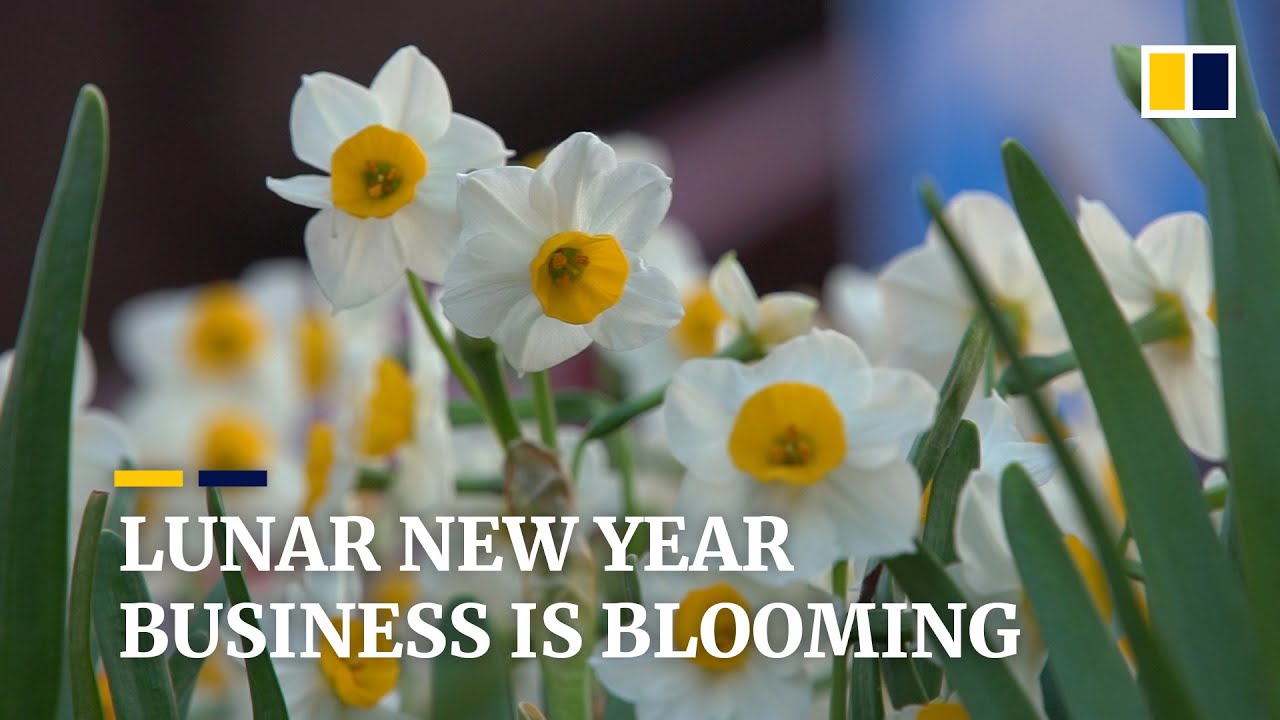 Timing is everything at Lunar New Year for Hong Kong flower and plant nursery