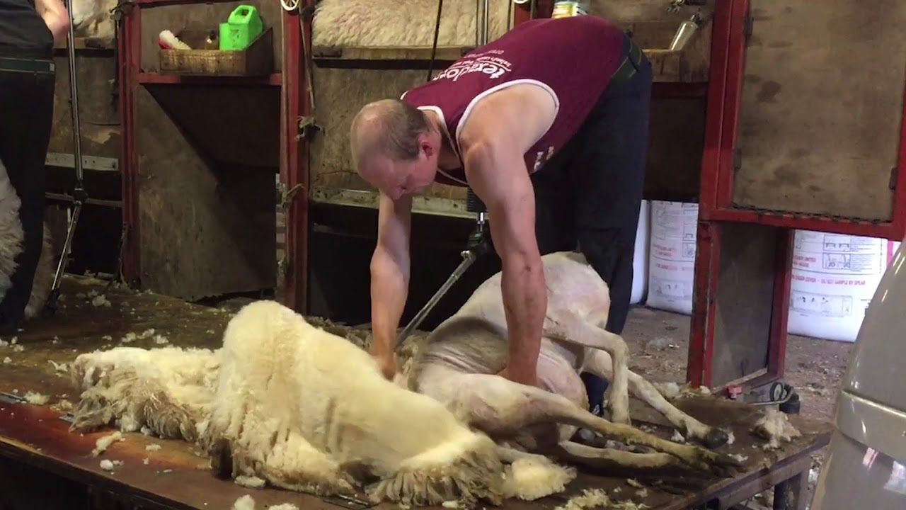 Why do you shear your sheep &ndash; don&rsquo;t they get cold?