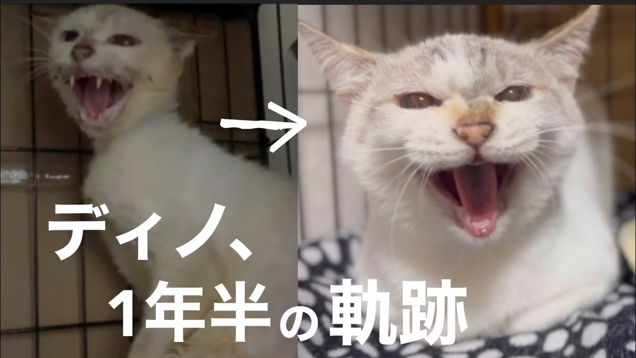 [元野良猫]#50 ぼろぼろガリガリだった元野良猫ディノの1年半の軌跡、可愛くなったシャー、最近のディノと仲間たち。うちのニャンズと保護猫紹介[沖縄里親募集中]