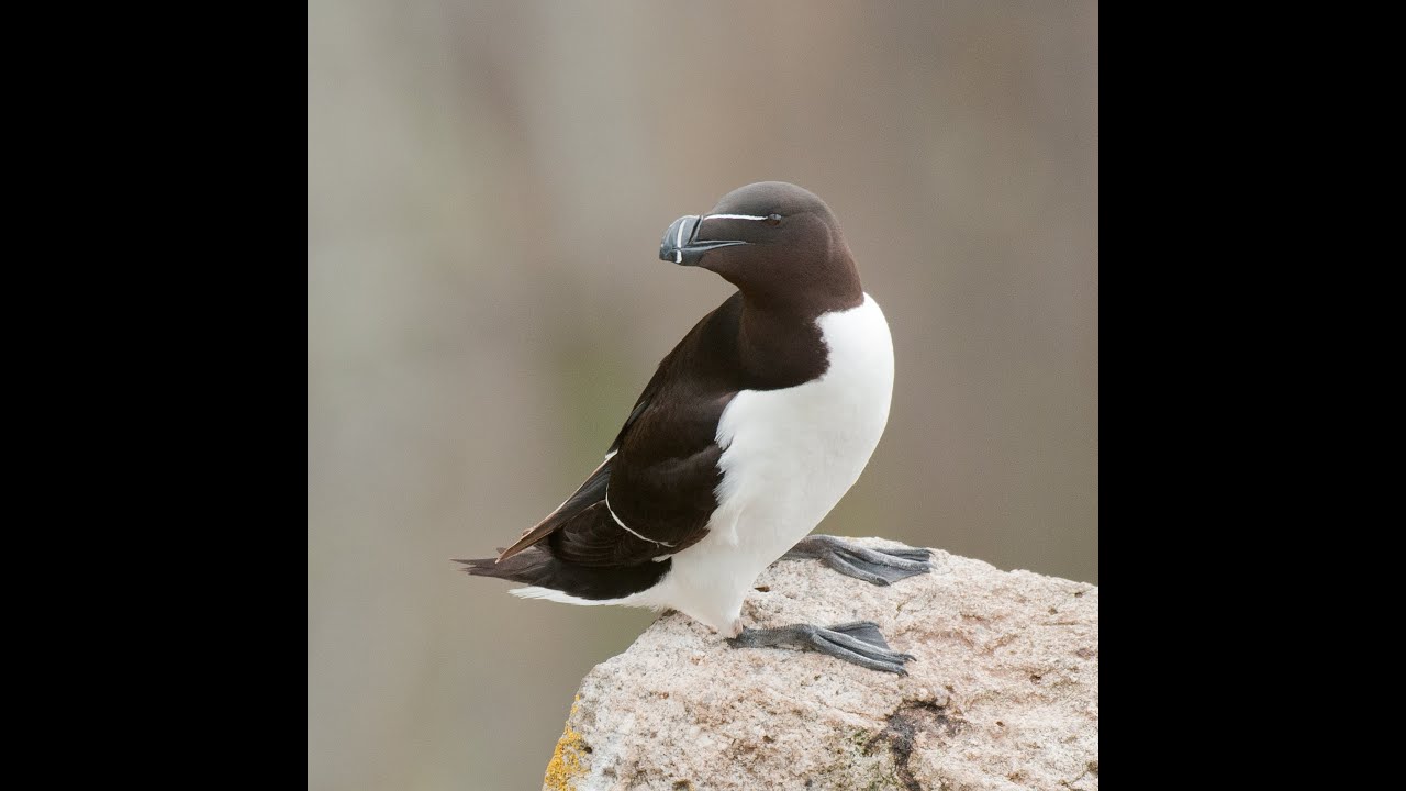 SWME webinars 2024 - Marine and Coastal Birds