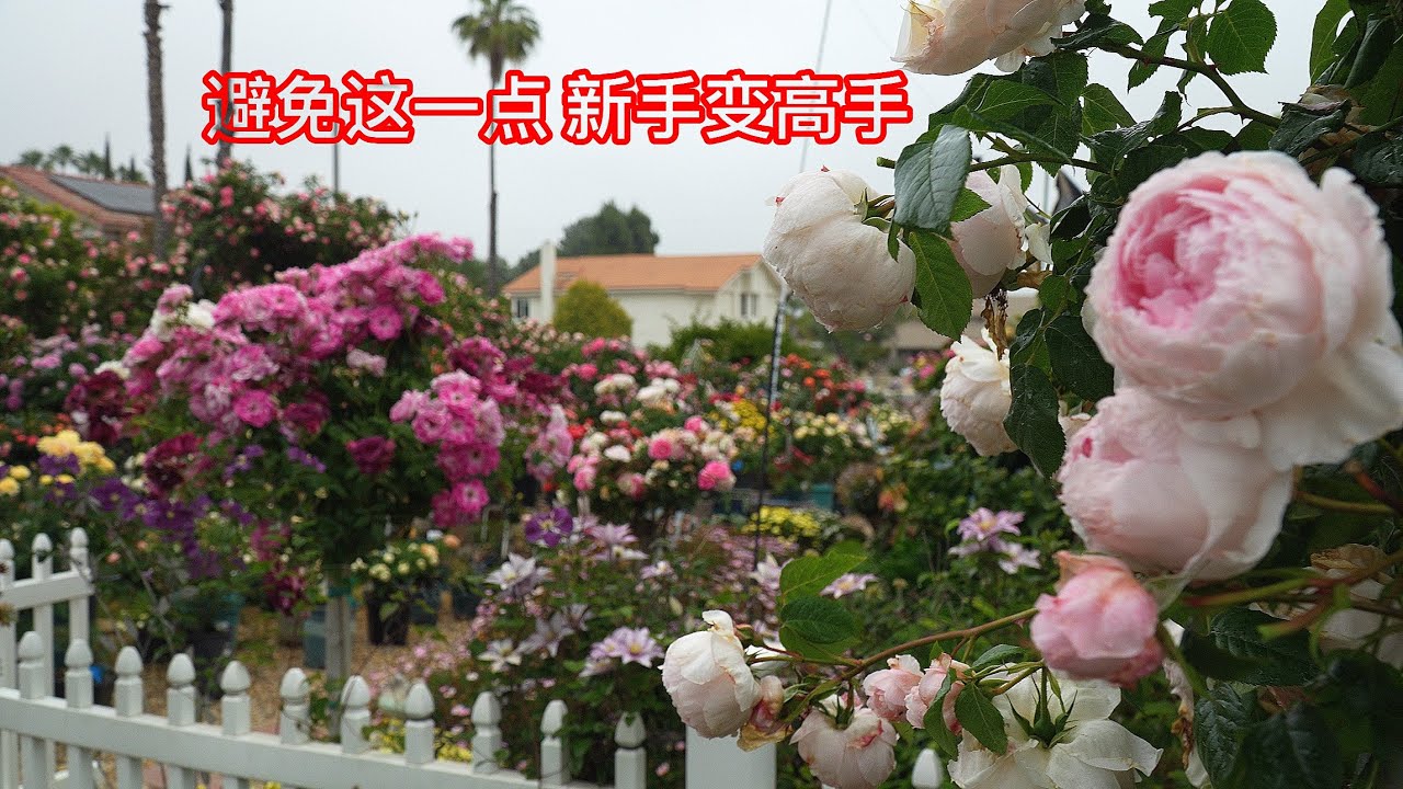 避免一点，保证让你种活裸根苗！入坑新手变高手！园艺篇726