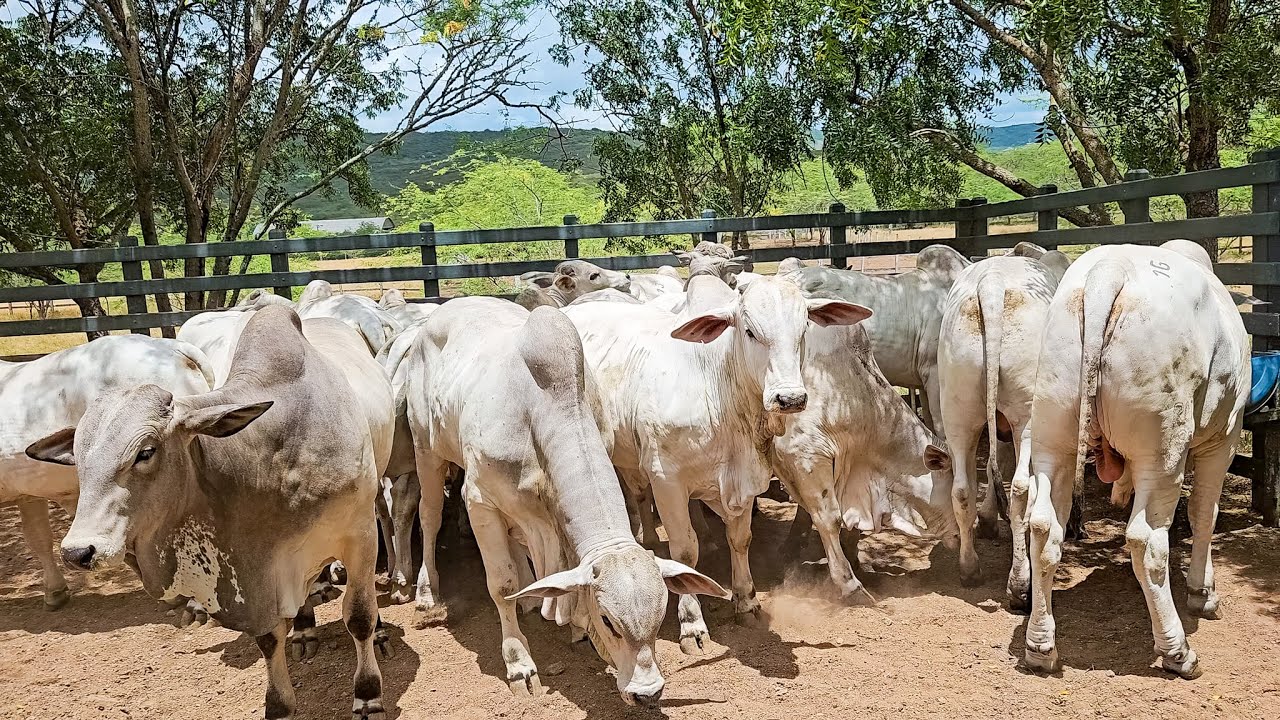 VENDA DE REPRODUTORES NELORES PUROS , SHOPPING 1º PROVA DE GANHO DE PESO EM BEZRROS PE!