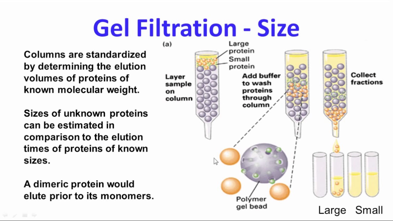 Protein Purification and Characterization 2014