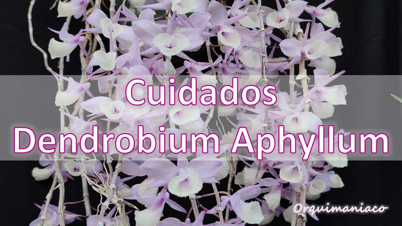 Cuidados Dendrobium Aphyllum (pierardii)