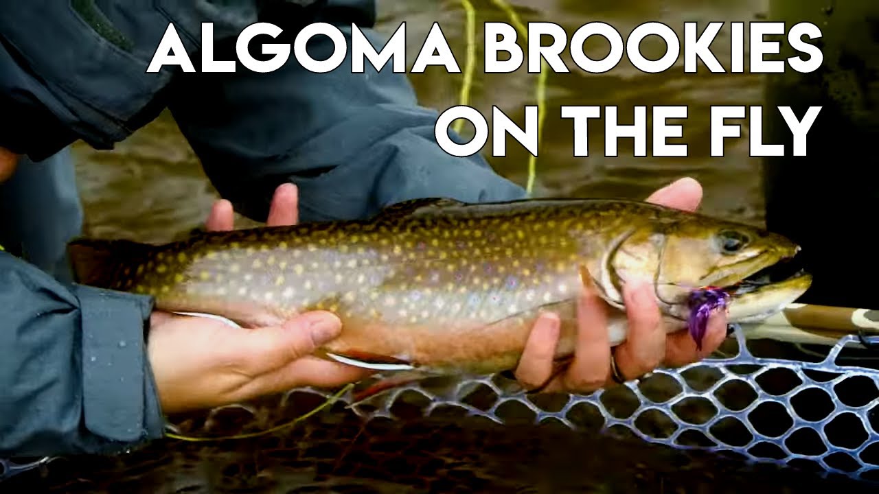 Ontario Brook Trout on a Fly | Dunlop Lake Lodge